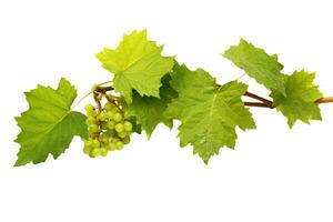 Grape plant isolated on white or transparent background cutout. Generative AI photo