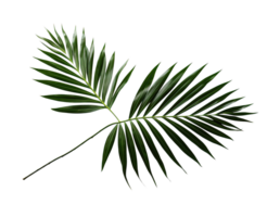 Tropical palm leaf isolated on white or transparent background cutout. Generative AI png