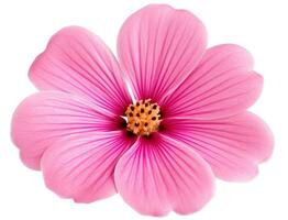 Pink flower isolated on white or transparent background cutout. Generative AI photo