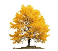 Tree in fall isolated on white or transparent background cutout. Generative AI photo