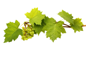 Grape plant isolated on white or transparent background cutout. Generative AI png