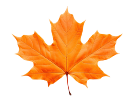 Orange maple leaf isolated on white or transparent background cutout. Generative AI png