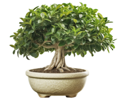 Ficus bonsai isolated on white or transparent background cutout. Generative AI png