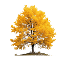 Tree in fall isolated on white or transparent background cutout. Generative AI png