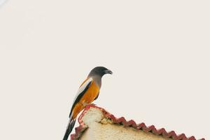 de pico corto naranja y gris pájaro en techo foto