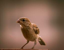 brown bird perched on brown stick photo