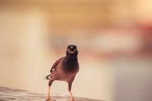 a bird with its mouth open on a ledge photo