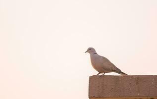 Dove sitting on edge of building photo