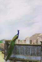 a peacock standing on a ledge with a building in the background photo