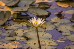 a white water lily in a pond with leaves photo