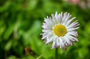 a single white daisy with yellow center in the middle of green grass photo