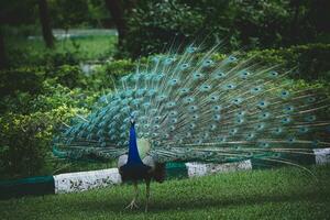 un pavo real es en pie en el césped con sus plumas untado foto