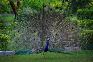 un pavo real con sus plumas untado fuera en el césped foto