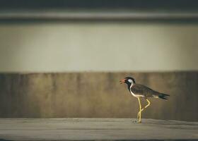 a bird with a red beak standing on a cement wall photo