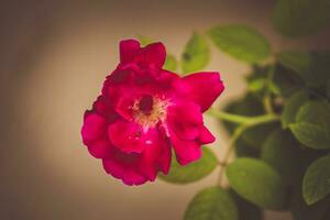 un soltero rojo Rosa es mostrado en frente de un marrón antecedentes foto