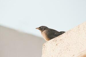 bird near white painted wall at daytime photo