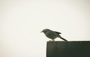 a bird sitting on a ledge photo