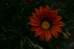 un flor con un amarillo centrar foto