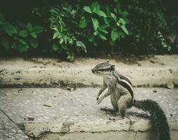 squirrel on concrete pavement photo