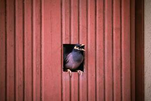 a bird peeking out of a hole in a wall photo