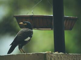 a bird is standing on a ledge photo