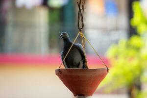 a bird is sitting on a hanging pot photo