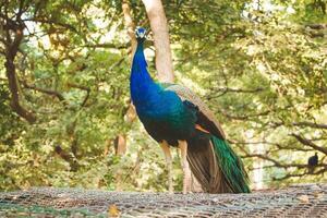 a peacock standing on a wire cage in the woods photo