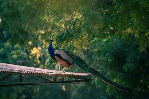 a peacock standing on a roof photo