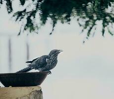 a bird sitting on a bowl photo