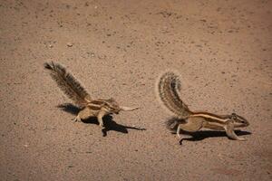 two squirrels running across a dirt road photo