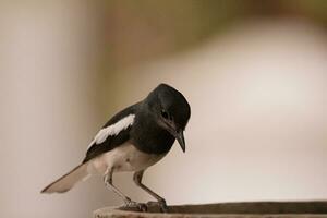 a bird perched on a ledge photo