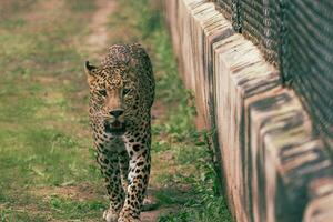 a leopard walking on the grass photo