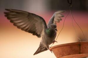 a bird is flying out of a bird feeder photo