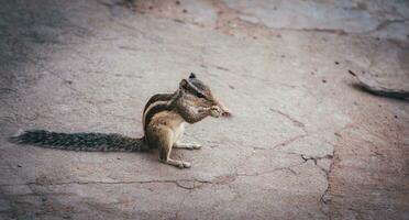 a small squirrel standing on a rock photo