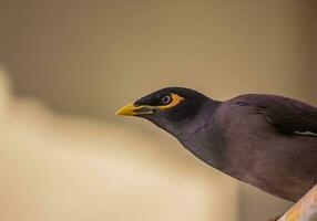 a bird with a yellow beak photo