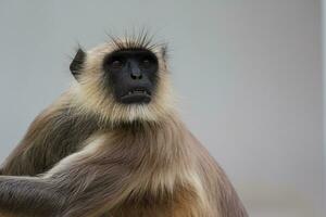 a monkey with long hair and a long face photo