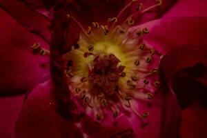 a close up of a red rose photo