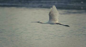 un pájaro volador terminado agua foto