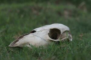 Cow skull lying on grassy plain. Dry cow skull. Bull or cow skull photo