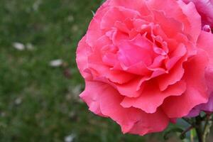 vívido fuschia rosado Rosa en lleno floración foto