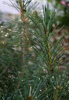 Close Up Detail of Water Droplets on Pine Shrub photo