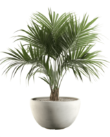 a potted palm tree on a transparent background ai generated png