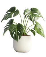 monstera plant in a pot on a white background ai generated png