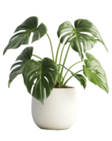 monstera plante dans une pot sur une blanc Contexte ai généré png