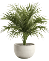 ein eingetopft Palme Baum auf ein transparent Hintergrund ai generiert png