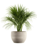a potted palm tree on a transparent background ai generated png