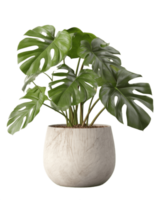 monstera planta en un maceta en un blanco antecedentes ai generado png