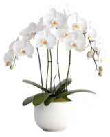 branco orquídea plantar dentro uma branco Panela png