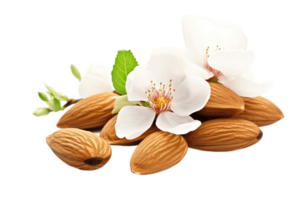 Almond with flowers isolated on transparent background. PNG file, cut out. AI Generated