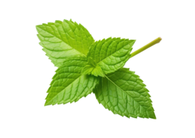 Fresh mint isolated on transparent background. PNG file, cut out. AI Generated